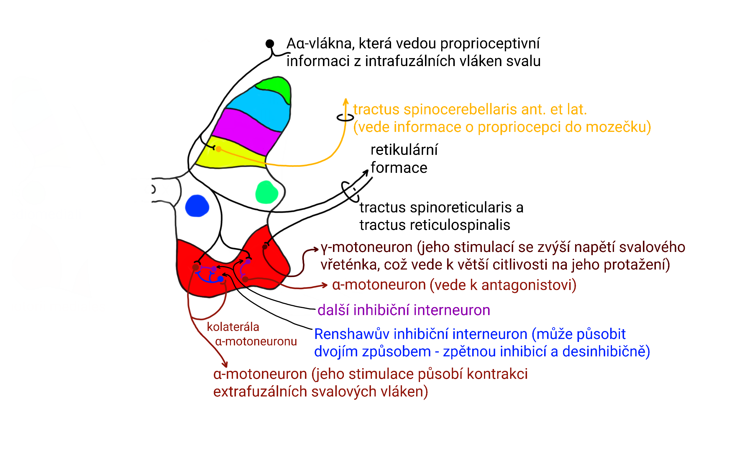 monosynapticky-reflex-a-jeho-regulace-.png