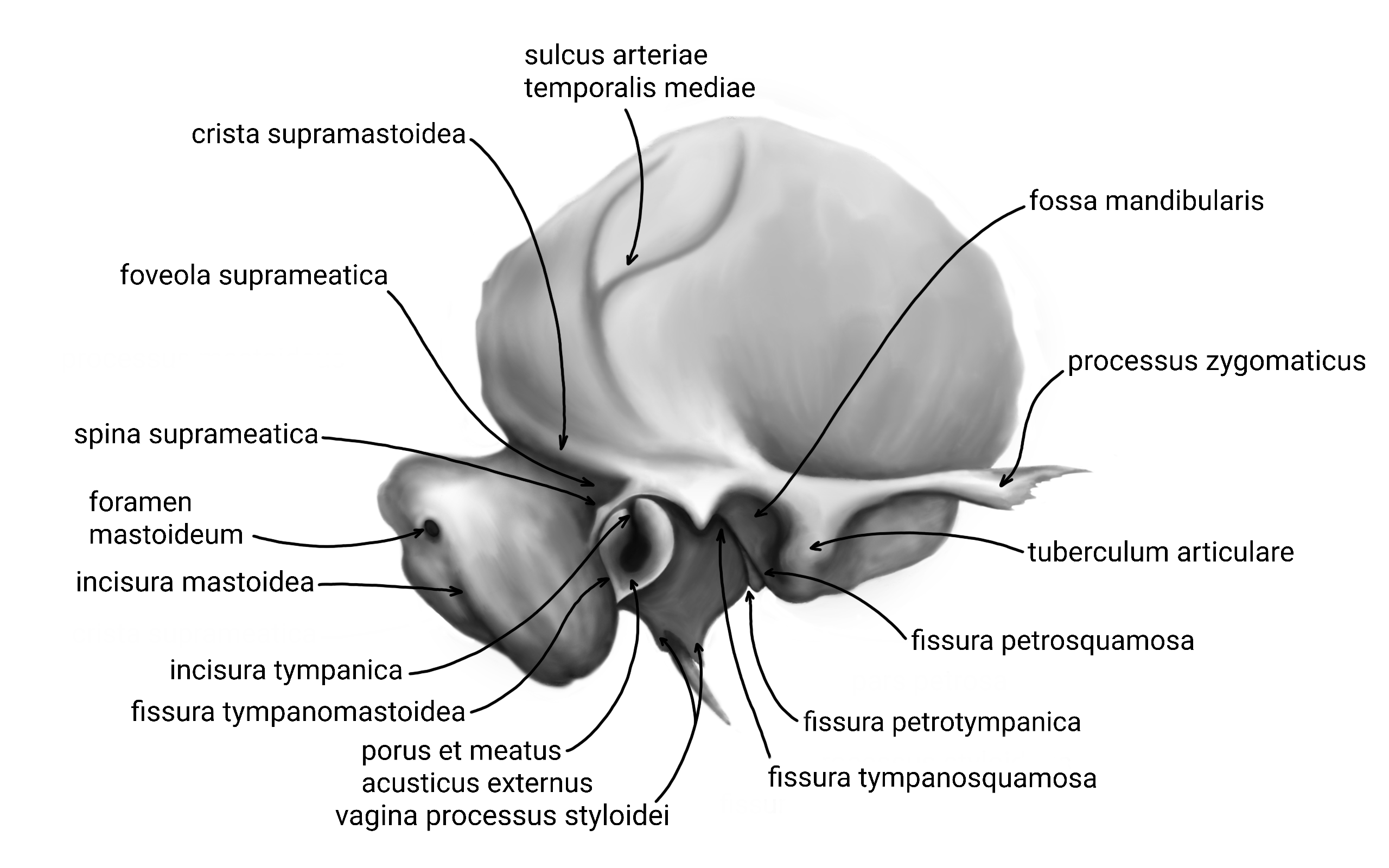 facies-externa-ossis-temporalis-popsana.png