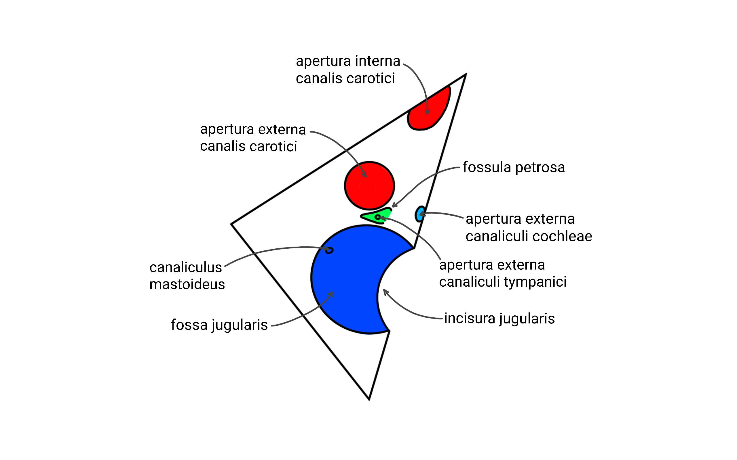 facies-inferior-popsane-schema.png