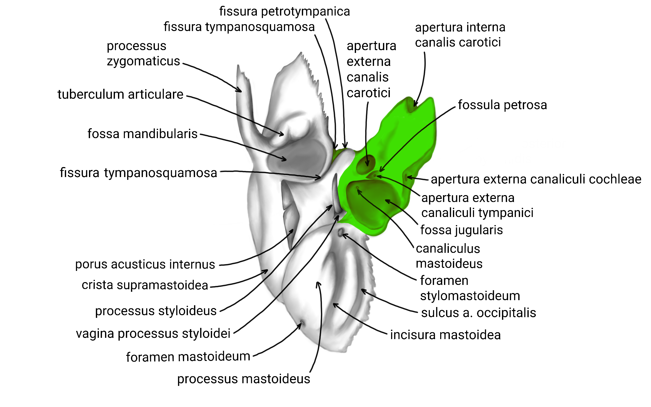 facies-inferior-pospana-zvyraznena.png