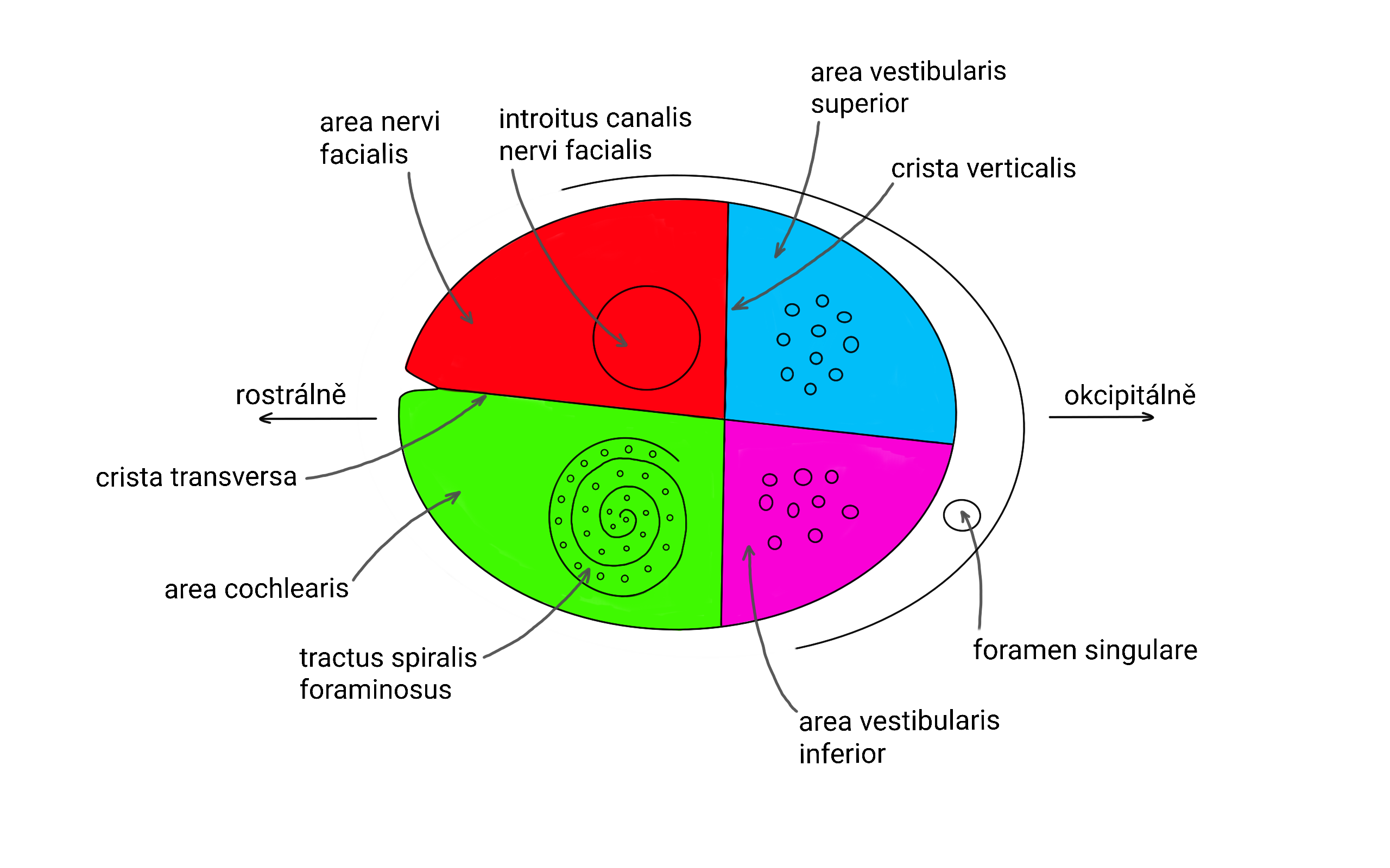 fundus-meatus-acustici-interni_.png