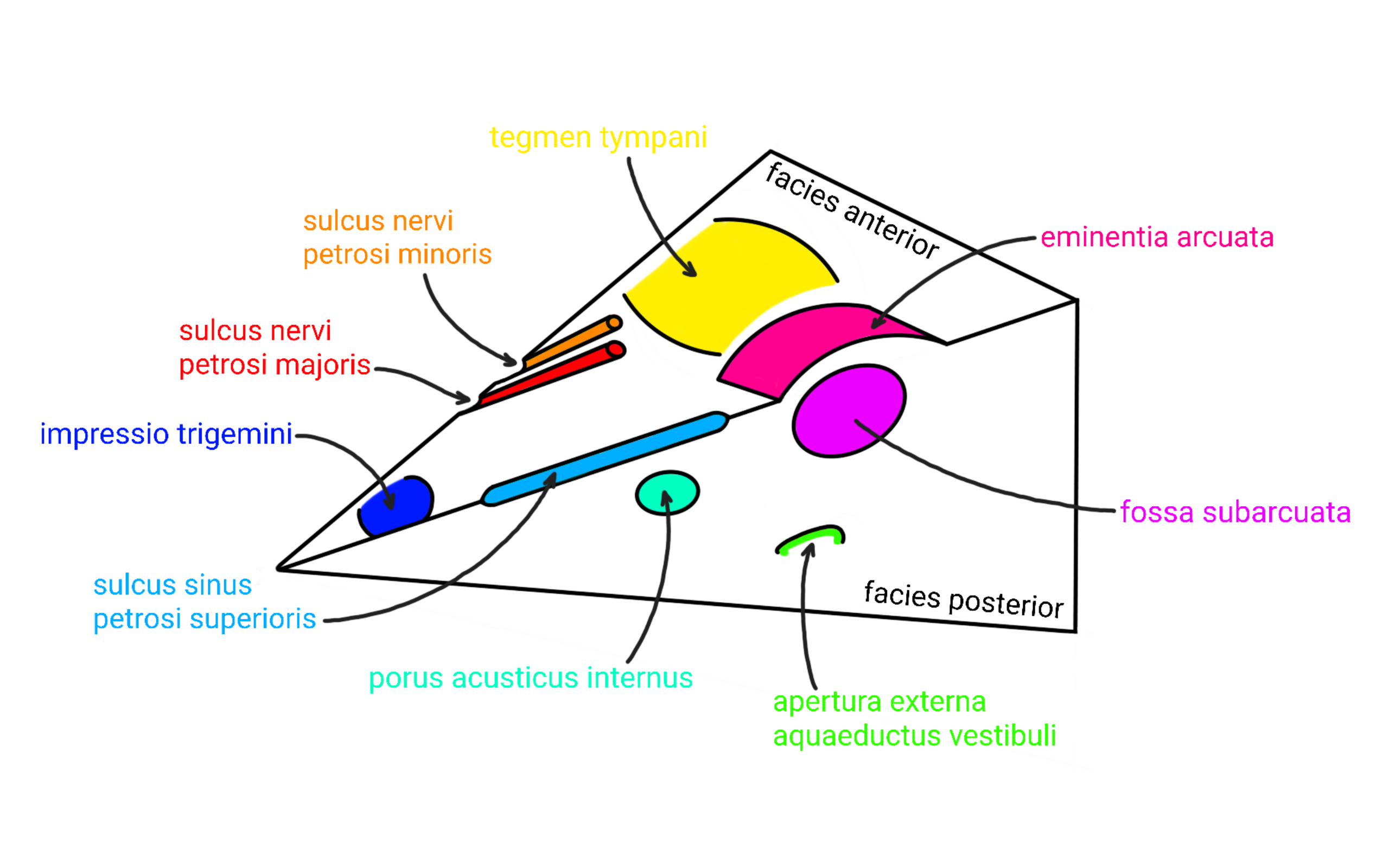 schema-facies-anteriot-et-posterior_.png